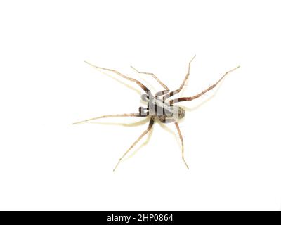 Pardosa lugubris araignée de loup isolée sur fond blanc Banque D'Images