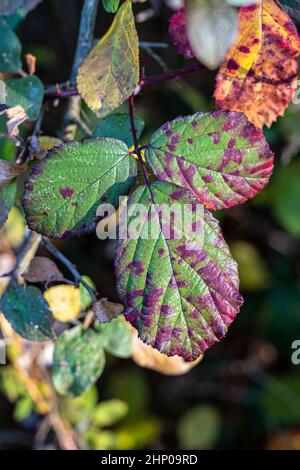 Feuilles de dewberry vertes et rouges au milieu de la forêt Banque D'Images