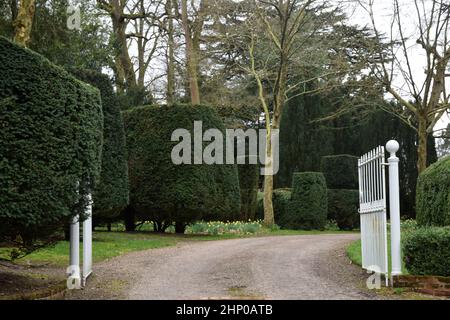 haies tronquées, suffolk, angleterre Banque D'Images