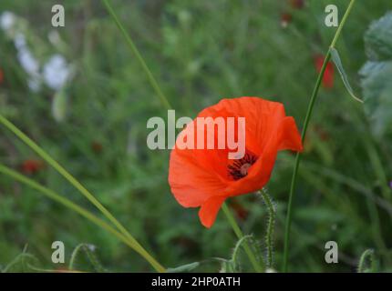 coquelicots sur le terrain, suffolk, angleterre Banque D'Images