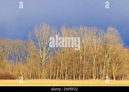 Forêt en hiver sur le bord de la teh du champ agricole Banque D'Images
