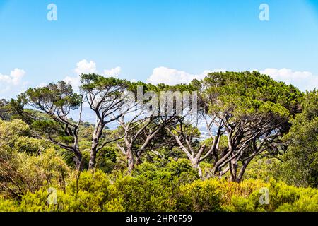 D'énormes arbres sud-africains dans le jardin botanique de Kirstenbosch au Cap. Banque D'Images