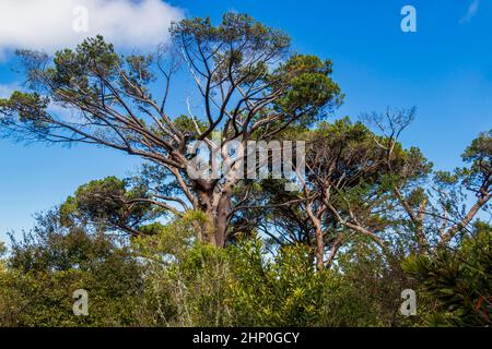 D'énormes arbres sud-africains dans le jardin botanique de Kirstenbosch au Cap. Banque D'Images