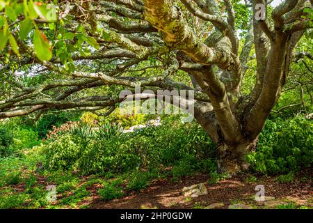 D'énormes arbres sud-africains dans le jardin botanique de Kirstenbosch au Cap. Banque D'Images