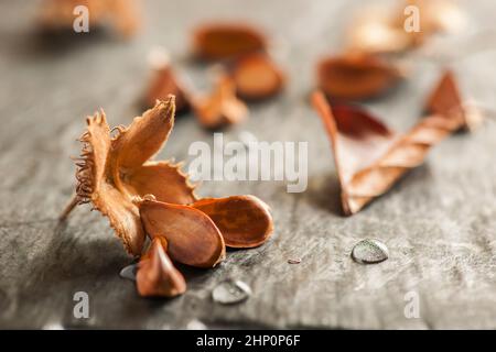 Gros plan à angle bas d'un fruit à faisceau ouvert avec trois graines et de petites gouttelettes d'eau sur un fond d'ardoise légère dans la lumière de la fenêtre latérale. Banque D'Images