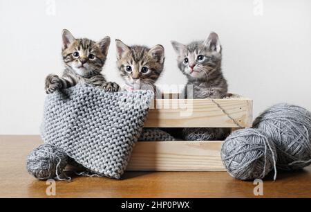 Trois petits chatons de tabby mignons dans une boîte en bois, des boules de fils de laine et de fils. Banque D'Images