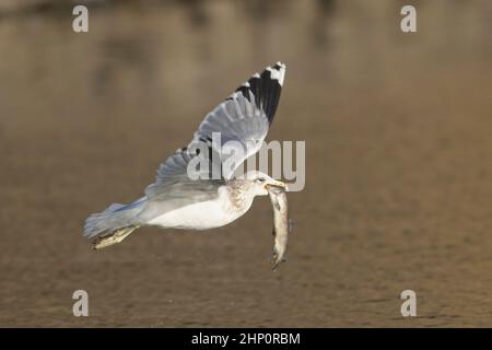 Un mouette vole de l'eau après avoir attrapé un poisson dans le nord de l'Idaho. Banque D'Images