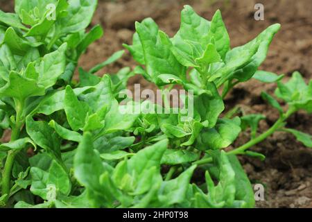 Tetragonia tetragonioides, épinards de Nouvelle-Zélande en croissant jardin . Banque D'Images