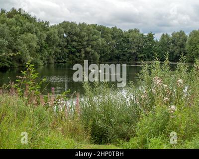 Vue sur un étang avec deux cygnes dans la réserve naturelle de North Cave Wetlands, North Yorkshire, Angleterre Banque D'Images
