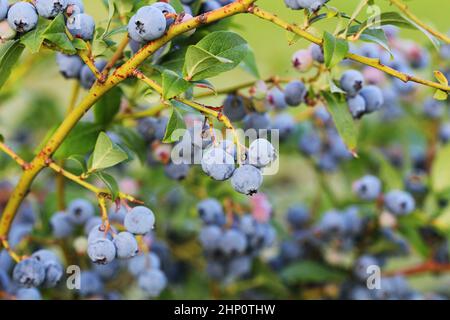 Maturation des bleuets sur le bush. Arbuste de bleuets. Baies de plus en plus dans le jardin. Close-up de bush, blueberry Vaccinium corymbosum. Banque D'Images