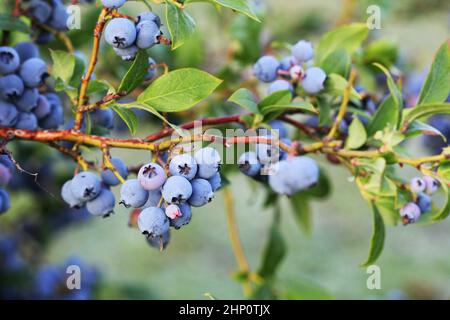 Maturation des bleuets sur le bush. Arbuste de bleuets. Baies de plus en plus dans le jardin. Close-up de bush, blueberry Vaccinium corymbosum. Banque D'Images