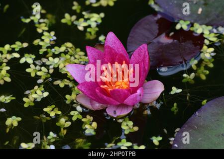 Nénuphar nain (Nymphaea Pygmaea rubra), fleur Banque D'Images