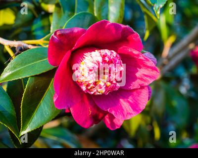 Fleur rose profonde de l'hiver arbuste à feuilles persistantes, Camellia japonica 'Peter Betteley' Banque D'Images