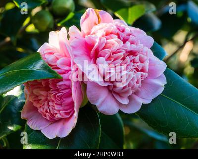 Fleurs roses de l'arbuste à feuilles persistantes et rustiques centré sur l'anémone, Camellia japonica 'Tinker Bell' Banque D'Images