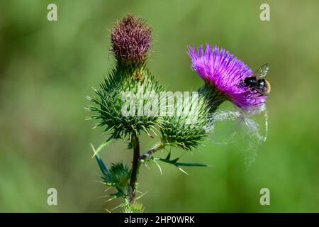 Une petite abeille occupée est à la recherche d'un nectar d'une fleur de chardon. Banque D'Images