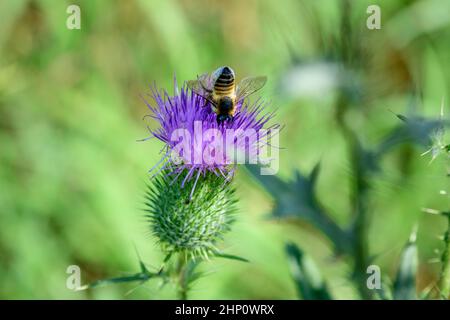 Une petite abeille occupée est à la recherche d'un nectar d'une fleur de chardon. Banque D'Images