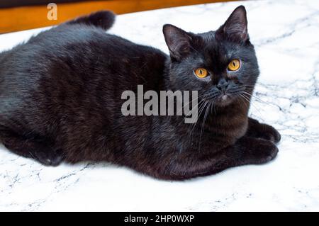 Chat écossais foncé sur une table en marbre, chats et chats dans la maison, animaux de compagnie, leurs photos et leur vie Banque D'Images