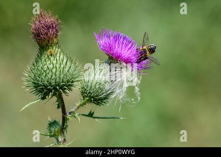 Une petite abeille occupée est à la recherche d'un nectar d'une fleur de chardon. Banque D'Images