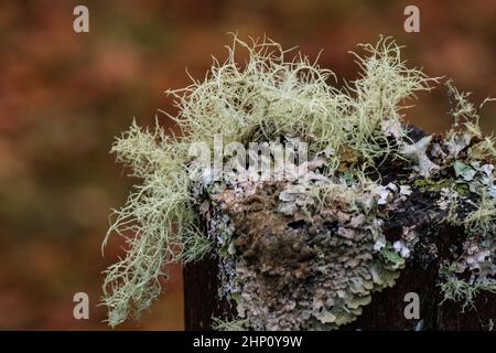 Lichen barbu (Usnea filipendula (Usnea dasopoga)) et lichen à capot de Monk (Hypogymnia physodes) sur le poste de clôture Banque D'Images