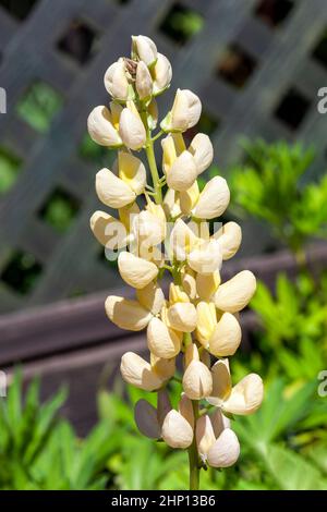 Lupin (Lupinus) 'Gallery Yellow' plante à fleurs printanière d'été avec une fleur jaune d'été, photo de stock Banque D'Images