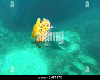 Cotylorhiza tuberculata espèces vivant dans la mer Méditerranée, la mer Égée et la mer Adriatique. Méduses méditerranéens flottant dans l'eau sur le bleu Banque D'Images