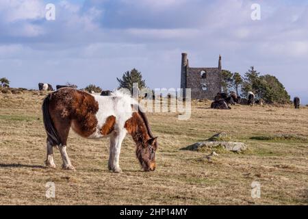 En début de soirée, illuminez un poney emblématique de Bodmin sur Craddock Moor avec les vestiges historiques de Housemans Shaft Engine House sur le robuste Bodmin Banque D'Images