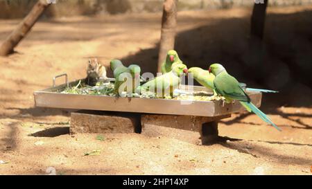 Un troupeau de perroquets verts mange de la nourriture. Sur des arrière-plans flous Banque D'Images