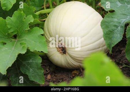 Grand jardin de plus en plus de citrouille blanc Banque D'Images