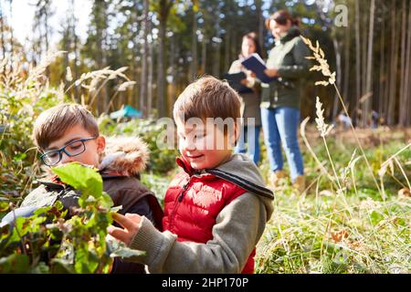 Deux enfants identifiant les arbres dans les leçons de science des arbres comme éducation à la nature dans la forêt Banque D'Images