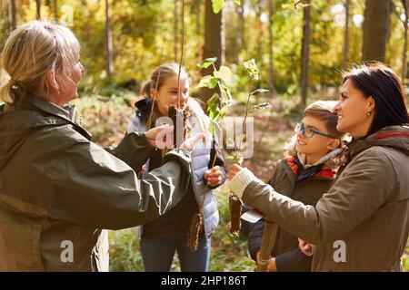 Famille avec des enfants étudiant des arbres dans la forêt avec des plantules d'arbres climatiques pour le reboisement Banque D'Images