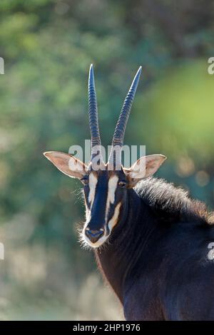 Portrait d'une antilope en danger (Hippotragus niger), Afrique du Sud Banque D'Images