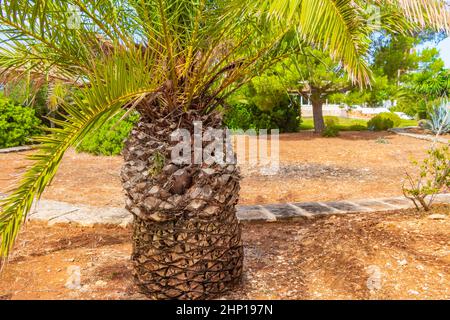 Grand palmier épais dans un jardin à Majorque en Espagne. Banque D'Images