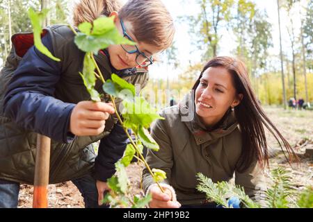 Enseignant et enfant avec semis d'arbres à feuilles caduques dans la forêt pendant l'identification des arbres comme éducation forestière Banque D'Images