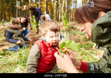 Garçon et professeur déterminant l'arbre dans la forêt lors de la plantation d'un arbre comme éducation à la nature Banque D'Images