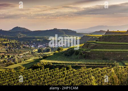 Rebterrassen am Kaiserstuhl Banque D'Images