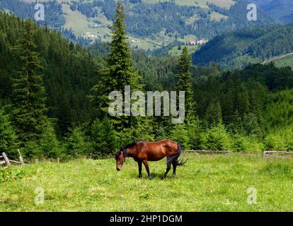 Le cheval rouge (baie) pâture haut dans les montagnes vertes. Un beau et bien entretenu cheval sur la prairie. Paysage pittoresque de montagne d'été Banque D'Images