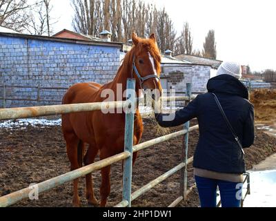 La fille nourrit le cheval rouge (baie) sur une ferme. Un beau cheval de course bien entretenu sur une ferme. Printemps et nouvelle saison de course à l'hippodrome. Cheval Banque D'Images