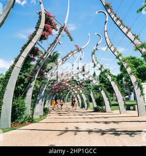 Bougainvilliers fleurit sur le Grand Arbour, Riverside, Southbank Parklands, Brisbane, Queensland, Australie. Banque D'Images