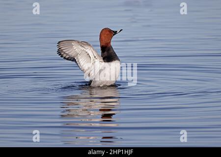 Le mâle Pochard floquant ses ailes à la réserve de Welney WWT Banque D'Images