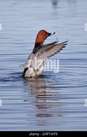 Le mâle Pochard floquant ses ailes à la réserve de Welney WWT Banque D'Images