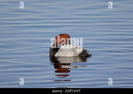 Mâle Pochard à la réserve WWT de Welney Banque D'Images