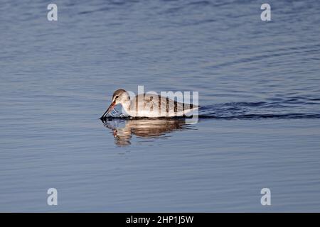 Queue rouge tachetée dans le plumage d'hiver RSPB Frampton Banque D'Images