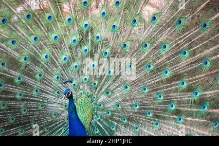 Avec des plumes de paon magnifique (Pavo cristatus) (shallow DOF ; couleur tonique libre) Banque D'Images