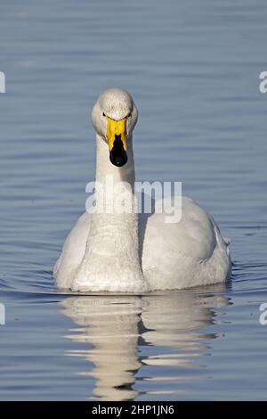 Whooper Swan à la Welney WWT Royaume-Uni Banque D'Images