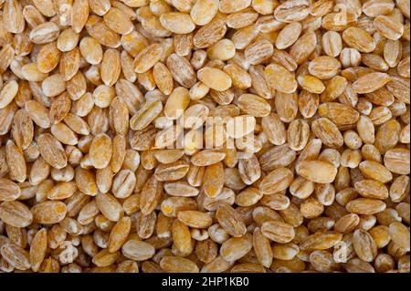 Grains d'orge biologique sur table en bois rustique closeup macro Banque D'Images