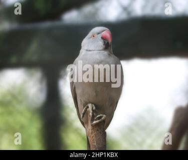 Le perroquet gris est assis sur un arbre. Il est beau à regarder Banque D'Images