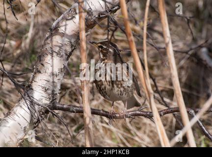 Autour de l'Islande - Rewing - Turdus iliacus au printemps Banque D'Images