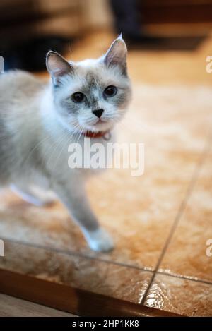 Un chat gris de race britannique ou écossaise se trouve sur le lit dans la lumière de la fenêtre Banque D'Images