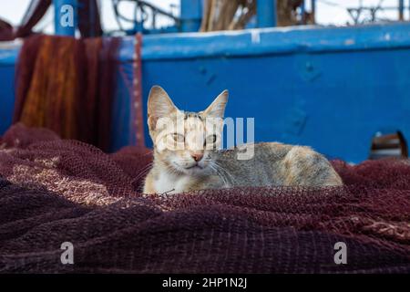 Chat reposant sur un filet de pêche Banque D'Images