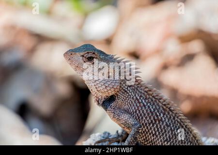 Lézard, agame, les reptiles du Sri Lanka en Asie. Banque D'Images